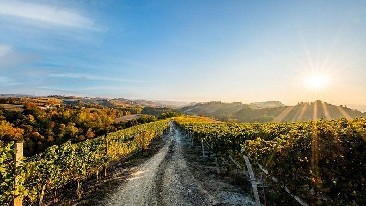 Cantina Moscone in La Morra: Winery Tour and "Il Dosman" Tasting of Three Wines (3/12)