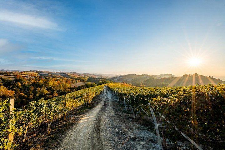 Cantina Moscone in La Morra: Winery Tour and "Il Dosman" Tasting of Three Wines (3/12)