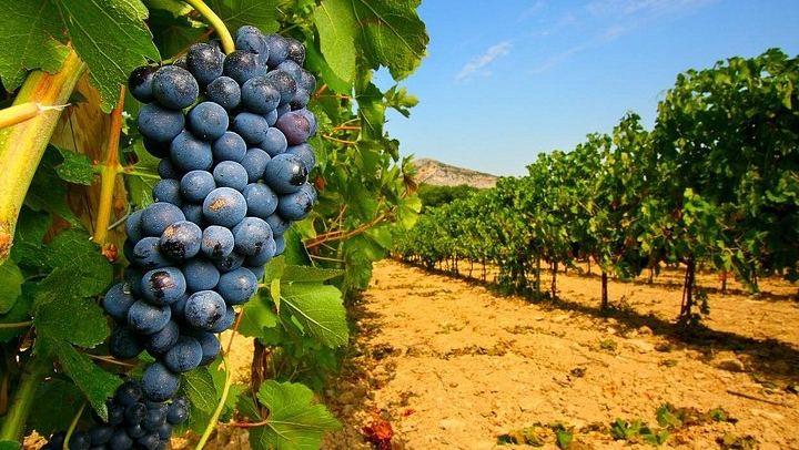 Half-Day Côtes du Rhône Crus Tour from Avignon: Two Wineries, Morning or Afternoon (1/8)