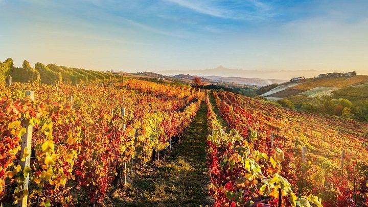 Cantina Moscone in La Morra: Winery Tour and "Il Dosman" Tasting of Three Wines (1/12)