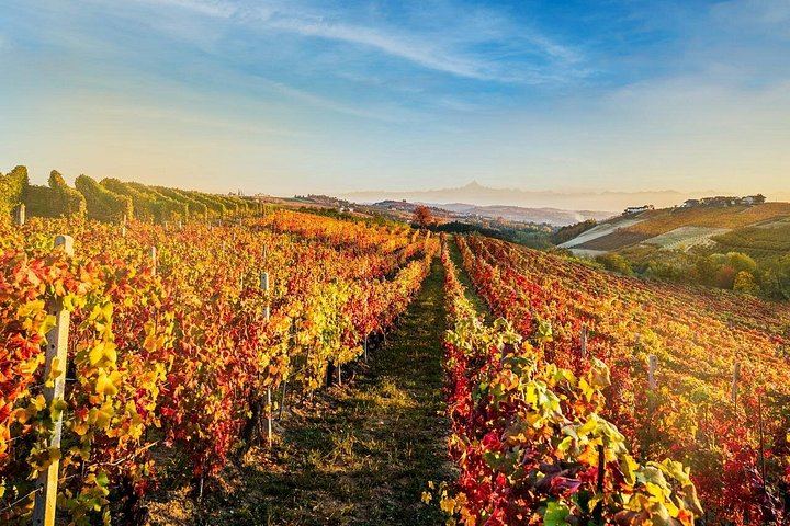 Cantina Moscone in La Morra: Winery Tour and "Il Dosman" Tasting of Three Wines (1/12)