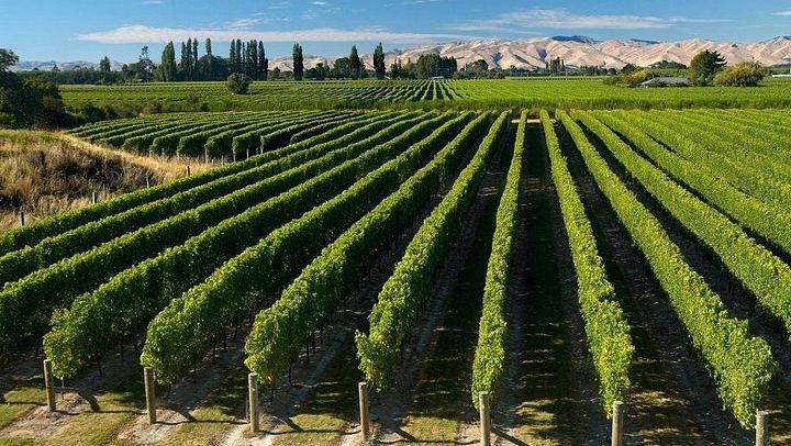 Picton Cruise Passenger Wine Tour: 5-6 Hours, Four Wineries, Chocolate, Max 11 (1/8)