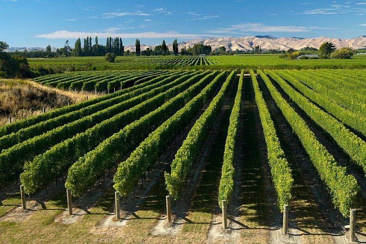Picton Cruise Passenger Wine Tour: 5-6 Hours, Four Wineries, Chocolate, Max 11 (1/8)