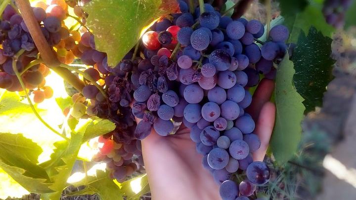 Small-Group Day from Taormina: Castiglione di Sicilia and Two Etna Wineries with Lunch (4/7)