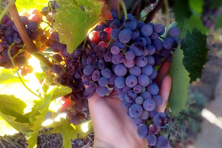 Small-Group Day from Taormina: Castiglione di Sicilia and Two Etna Wineries with Lunch (4/7)