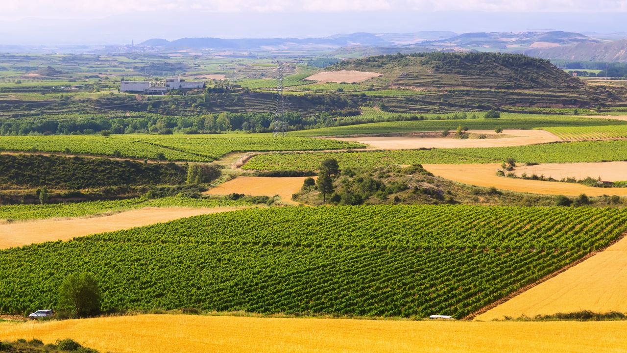 Green vineyard plots among wheat fields in La Rioja, near Haro, Spain