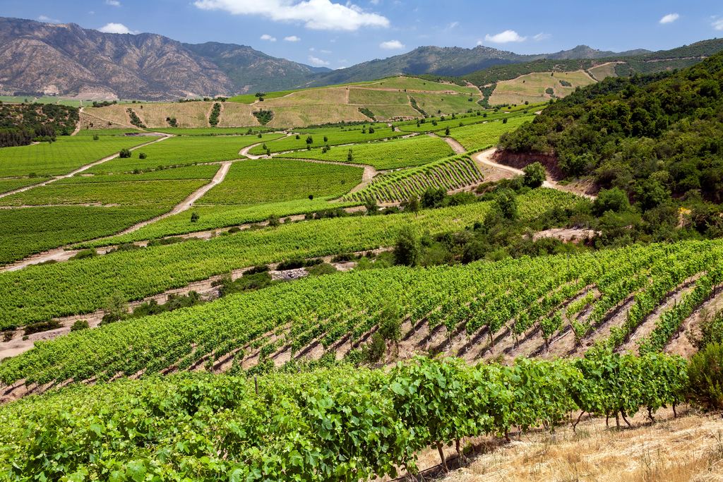Green vineyard rows on sunlit hillsides in a valley in Chile, with dry mountains in the background