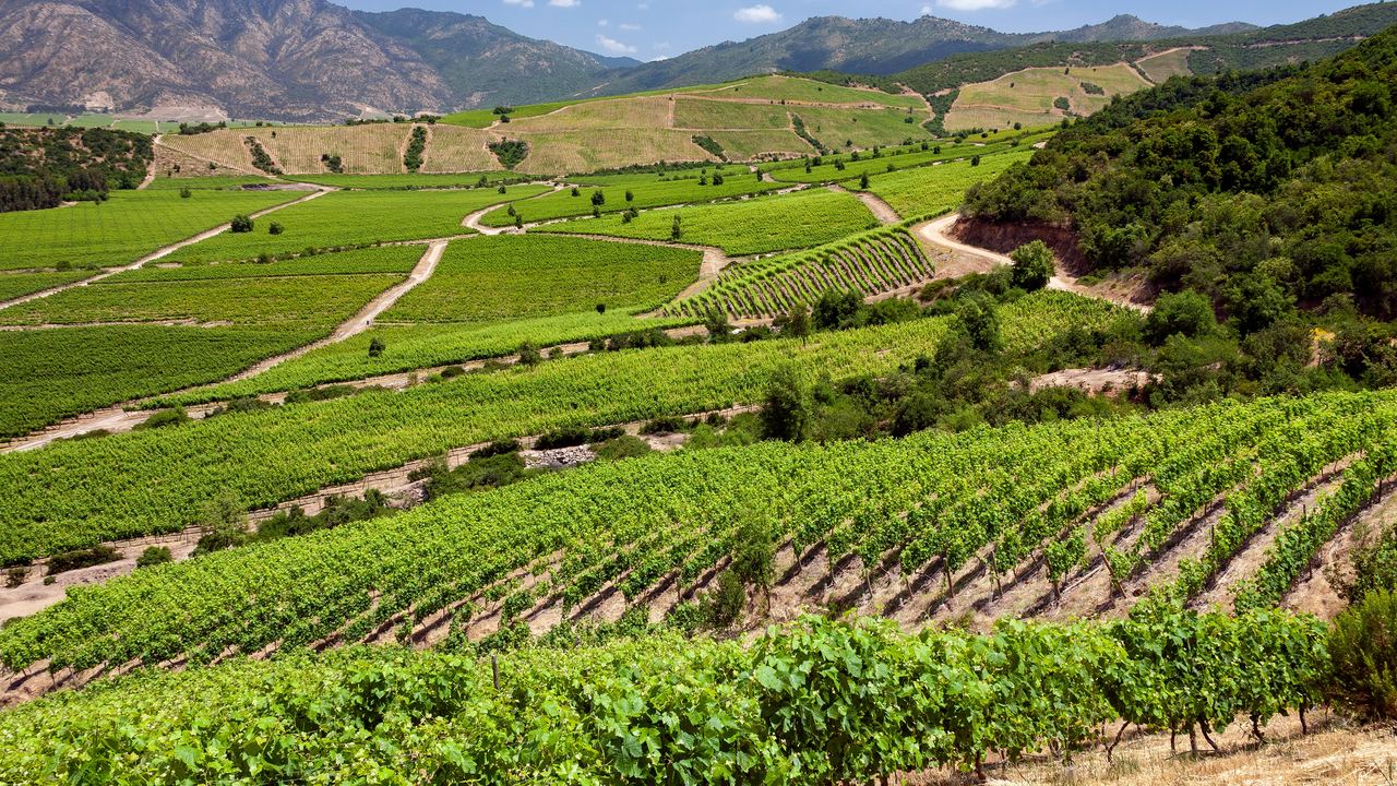 Terraced vineyard rows on sunlit hillsides in the Colchagua Valley, Chile, with Andean foothills in the background