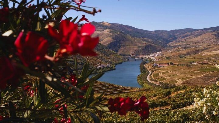 Douro Three-Winery Small-Group Tour from Porto: Régua, Lunch and Sabrosa Tasting (2/12)