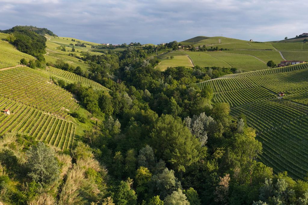 Rolling green vineyards and a wooded valley in the Langhe, Piedmont