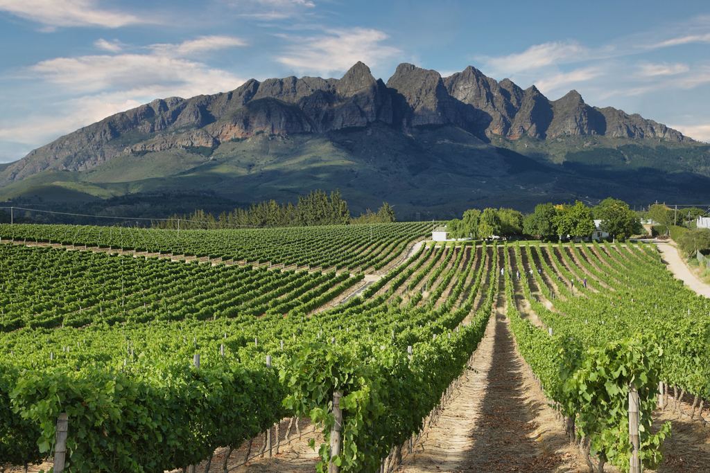 Vineyard rows below a mountain ridge near Wellington in the Western Cape, South Africa