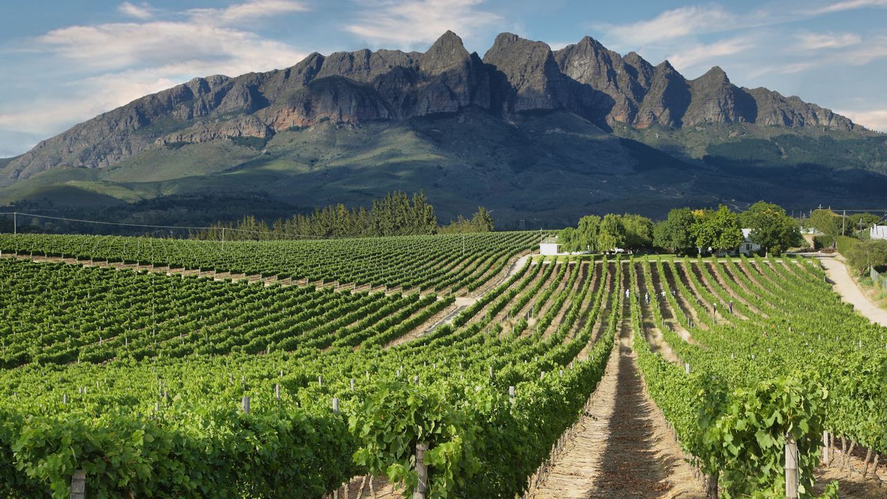 Vineyard rows below a mountain ridge near Wellington in the Western Cape, South Africa
