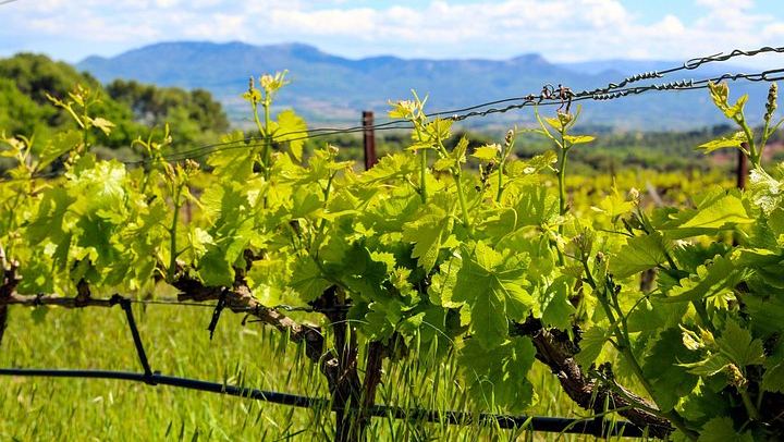 Private Cézanne and Wine Tour from Aix-en-Provence: Domaine St-Ser and Terre de Mistral (2/12)