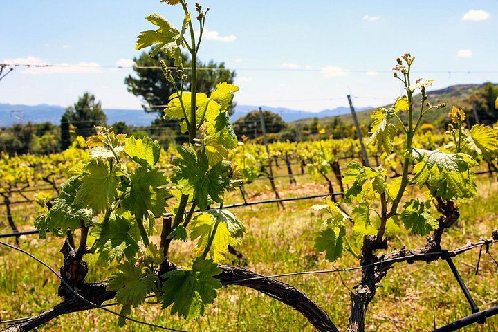 Private Cézanne and Wine Tour from Aix-en-Provence: Domaine St-Ser and Terre de Mistral (5/12)