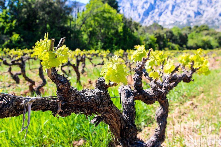 Private Cézanne and Wine Tour from Aix-en-Provence: Domaine St-Ser and Terre de Mistral (11/12)