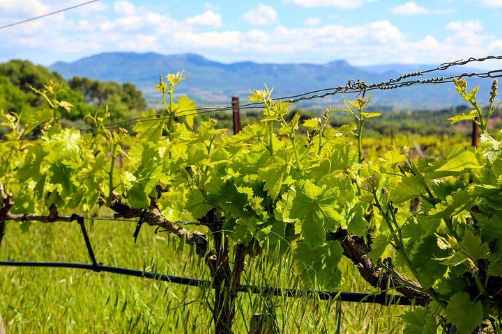Private Cézanne and Wine Tour from Aix-en-Provence: Domaine St-Ser and Terre de Mistral (2/12)