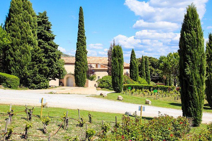 Private Cézanne and Wine Tour from Aix-en-Provence: Domaine St-Ser and Terre de Mistral (6/12)