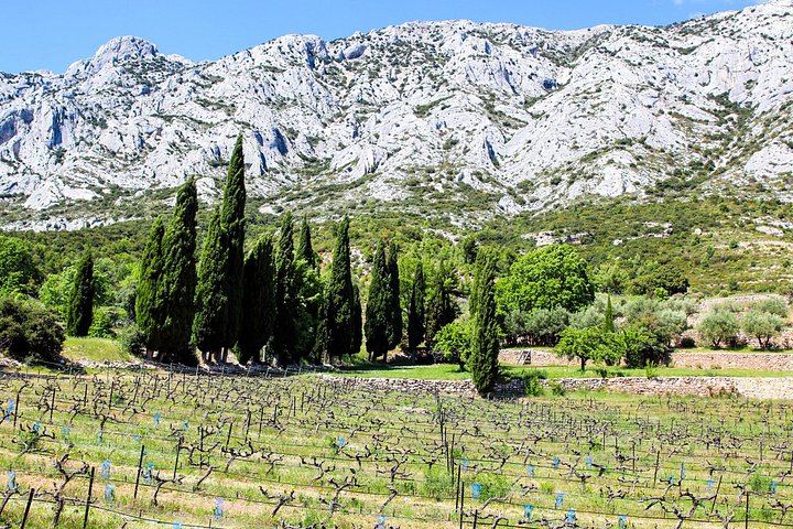 Private Cézanne and Wine Tour from Aix-en-Provence: Domaine St-Ser and Terre de Mistral (9/12)