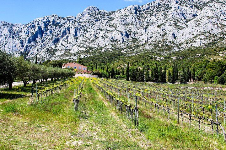 Private Cézanne and Wine Tour from Aix-en-Provence: Domaine St-Ser and Terre de Mistral (10/12)