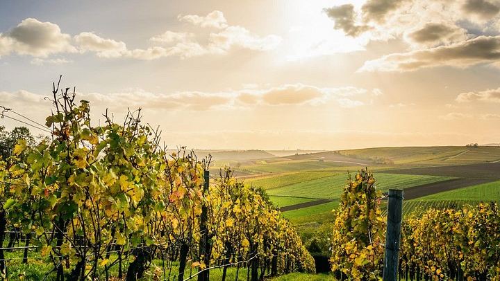 Châteauneuf-du-Pape and Luberon Wine Day Trip from Avignon, Two Tastings and Gordes (1/5)