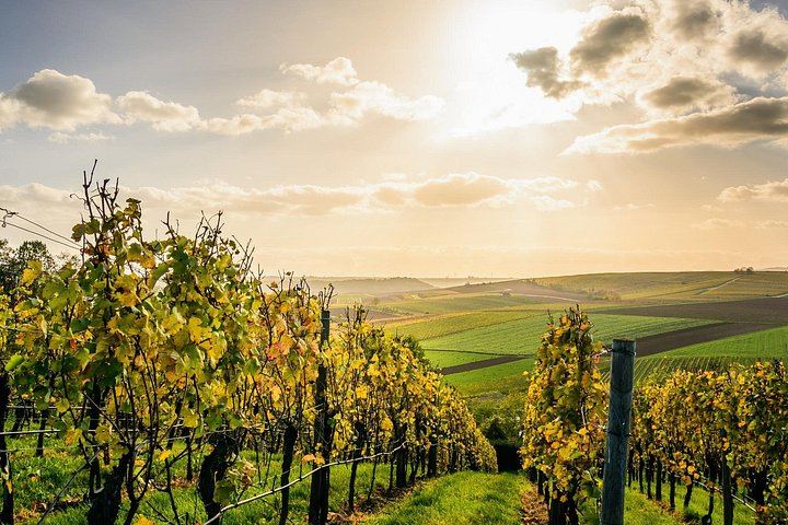 Châteauneuf-du-Pape and Luberon Wine Day Trip from Avignon, Two Tastings and Gordes (1/5)