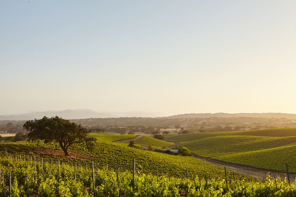 Vineyard rows and rolling hills at sunset in Santa Barbara County, California