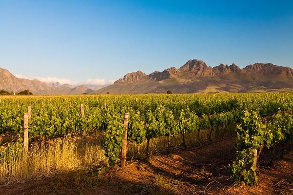Half-Day Stellenbosch Wine Tasting and Cape Dutch Town Orientation from Cape Town