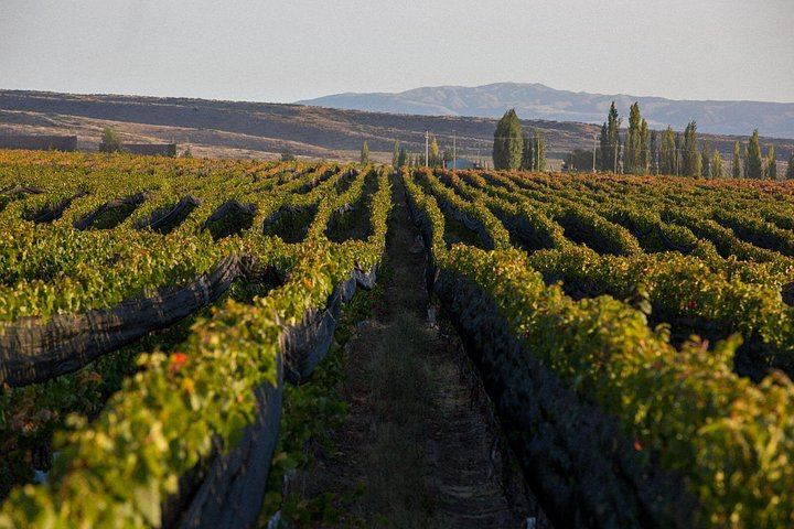 Huentala Wines Gualtallary Lunch: Group Shuttle from Mendoza with Wine Pairing (5/8)