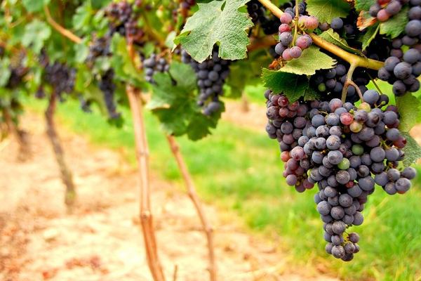 Full-Day Napa and Sonoma Winery Tour from Fisherman's Wharf with Three Estate Tours