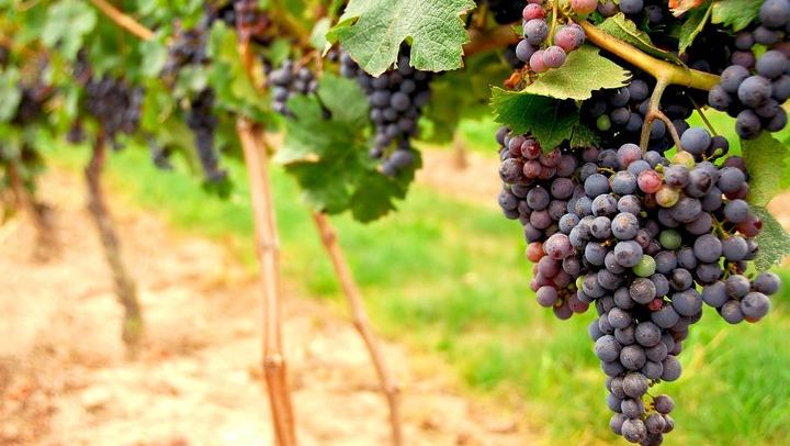 Shore Excursion Napa and Sonoma Full-Day Wine Tour: Madonna, Sutter Home, Ru Vango (1/6)