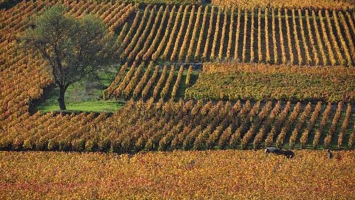 Full-Day Private Burgundy Tour: 3 Tastings, Estate Lunch, 6 Premiers & Grands Crus (2/12)