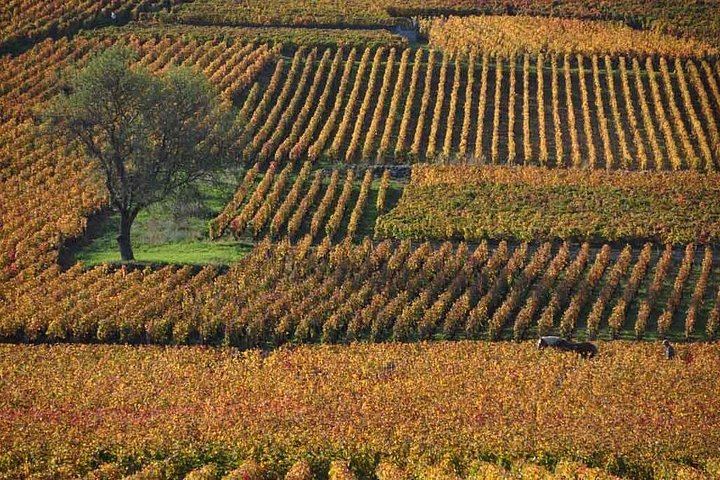 Full-Day Private Burgundy Tour: 3 Tastings, Estate Lunch, 6 Premiers & Grands Crus (2/12)