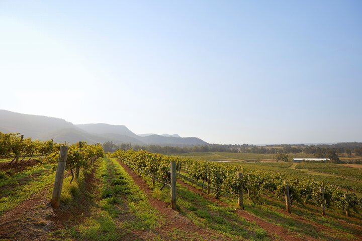 Small-Group Hunter Valley Day Tour from Sydney: Wineries, Gin, Cheese and Chocolate (8/12)