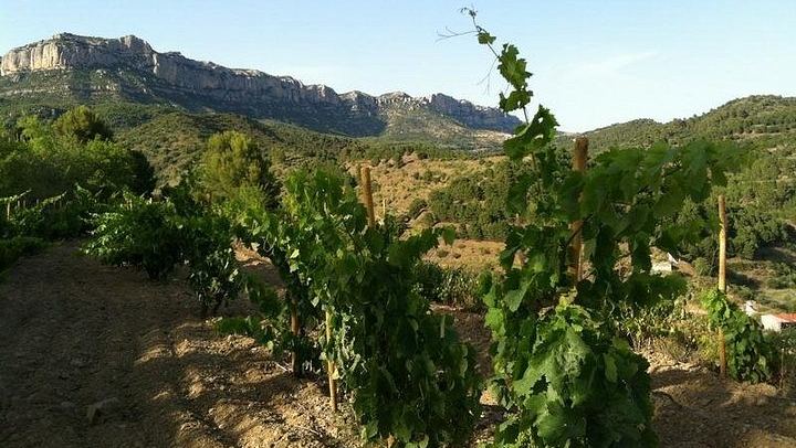 Private Priorat Day Trip: Montsant and Priorat Wines, Olive Oil and Farmer Lunch (4/6)