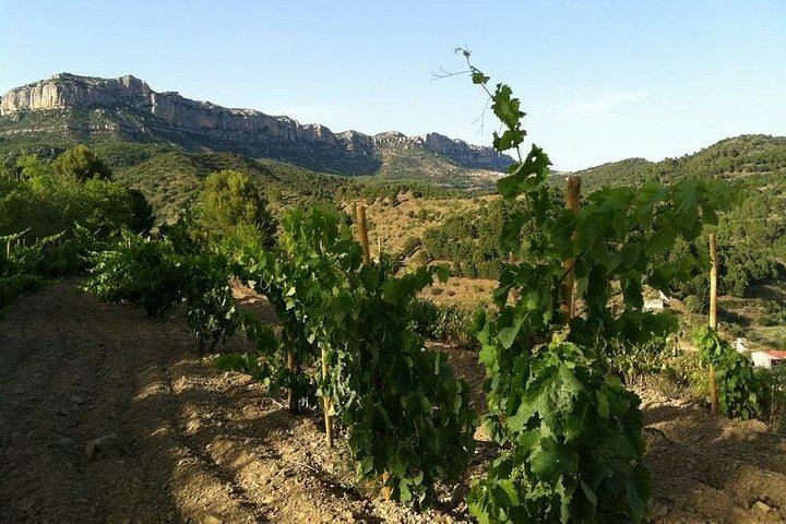 Private Priorat Day Trip: Montsant and Priorat Wines, Olive Oil and Farmer Lunch (4/6)