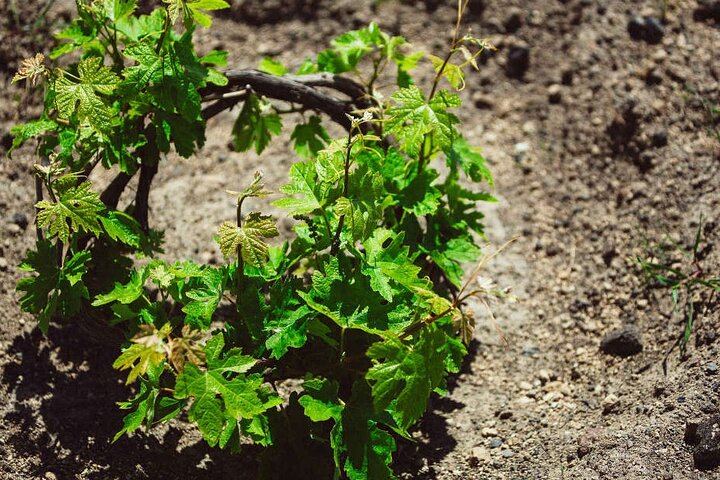 Sip of Santorini Wine Tour: Hatzidakis, Koutsogiannopoulos Museum and Oia Sunset (8/12)