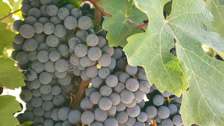 Full-Day Private Napa and Sonoma Wine Tasting Tour with Luxury Car Service (2/12)