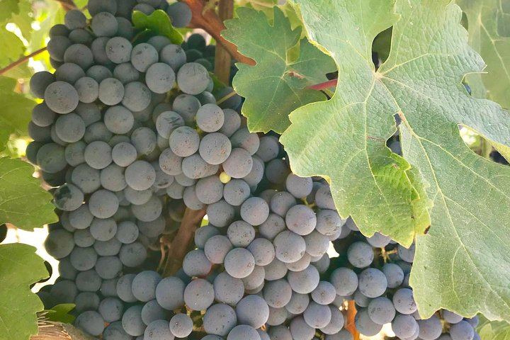 Full-Day Private Napa and Sonoma Wine Tasting Tour with Luxury Car Service (2/12)