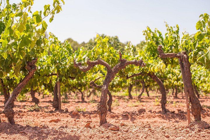 Private Priorat Wine Expedition from Barcelona into Spain's Top-Ranked DOQ Appellation (5/11)