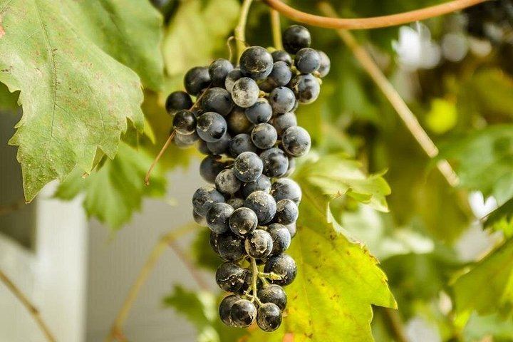 Private Barcelona Coast E-Bike Ride to an Alella Winery, with Wines and Lunch (11/12)
