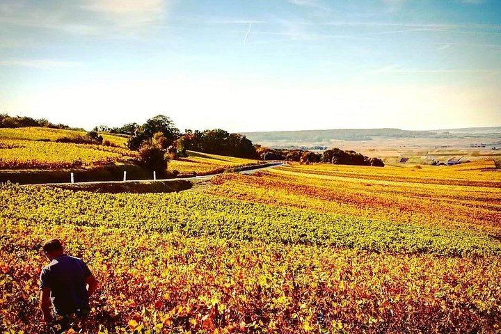 Champagne Day Trip from Reims: City Sightseeing, Three Family Growers, Nine Tastings (5/10)