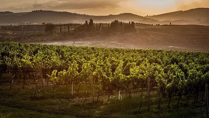Organic Vineyard Visit and Vino Nobile Tasting with Calamus and Muffato, Montepulciano (1/7)