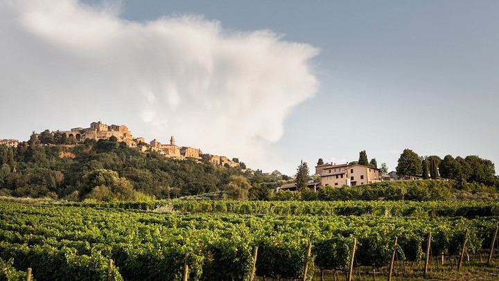 Organic Vineyard Visit and Vino Nobile Tasting with Calamus and Muffato, Montepulciano (2/7)