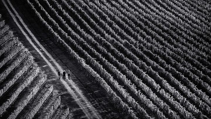 Organic Vineyard Visit and Vino Nobile Tasting with Calamus and Muffato, Montepulciano (4/7)
