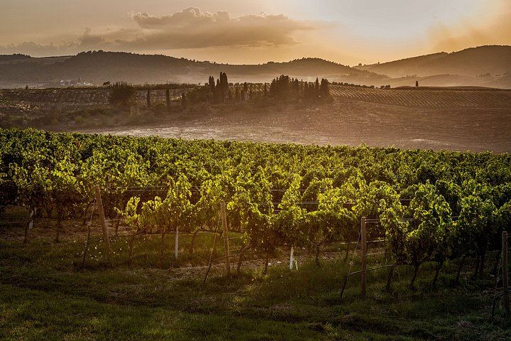 Organic Vineyard Visit and Vino Nobile Tasting with Calamus and Muffato, Montepulciano (1/7)