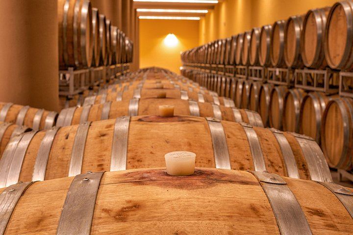 Organic Vineyard Visit and Vino Nobile Tasting with Calamus and Muffato, Montepulciano (6/7)