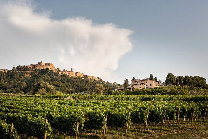 Organic Vineyard Visit and Vino Nobile Tasting with Calamus and Muffato, Montepulciano (2/7)