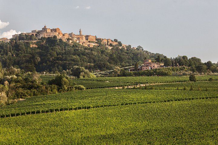 Organic Vineyard Visit and Vino Nobile Tasting with Calamus and Muffato, Montepulciano (5/7)