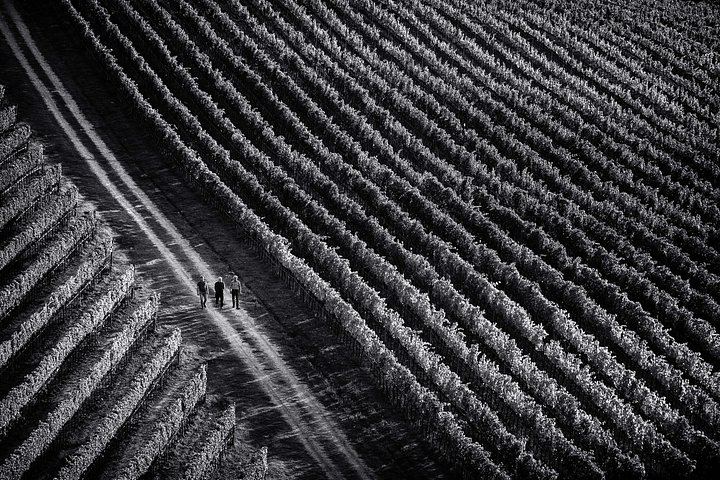 Organic Vineyard Visit and Vino Nobile Tasting with Calamus and Muffato, Montepulciano (4/7)
