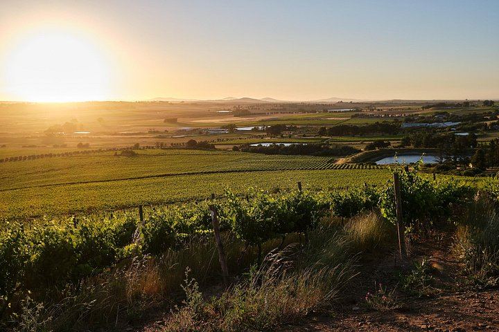 African Story 8-Hour Winelands Tour: Paarl, Franschhoek and Stellenbosch Estates (6/12)